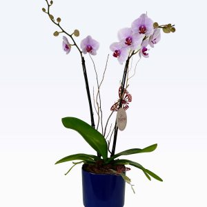 Orquídea en maceta